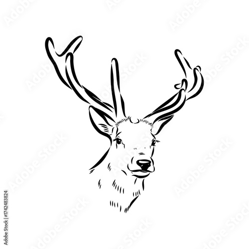 maral, Altai deer, vector sketch