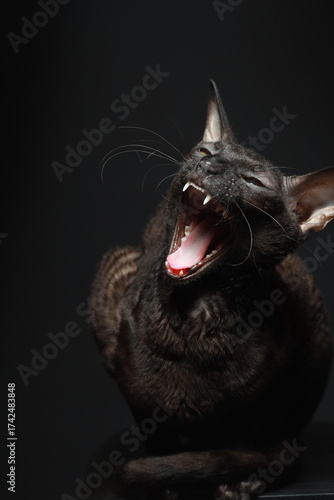Cornish Rex cat  yawns.