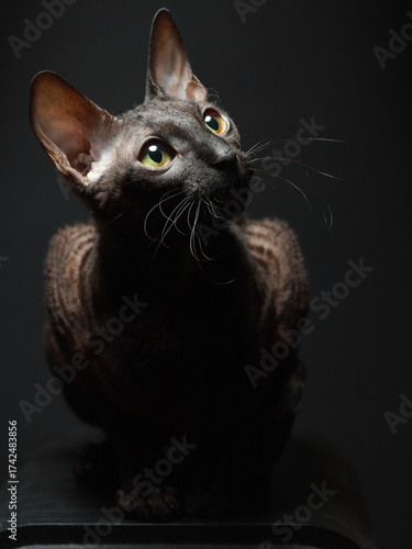 Portrait of a Cornish Rex cat on dark background.