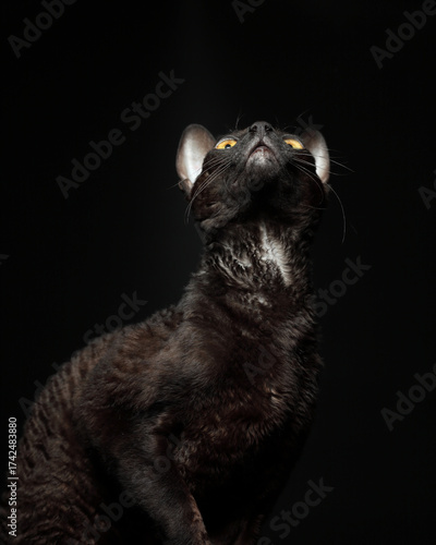 The Cornish Rex cat  looks up.