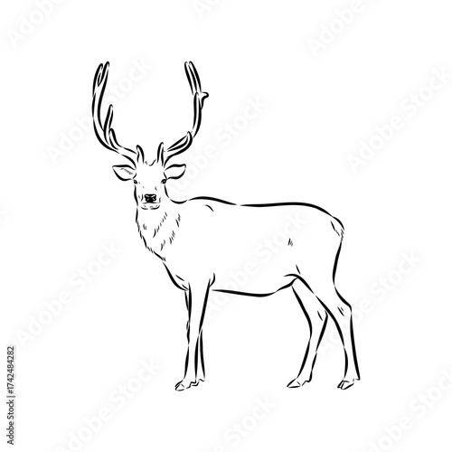 maral, Altai deer, vector sketch