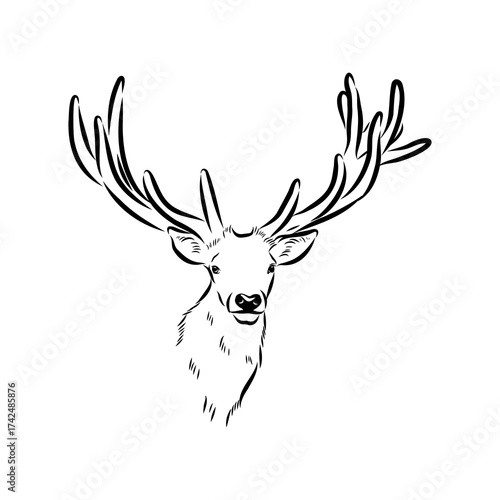 maral, Altai deer, vector sketch