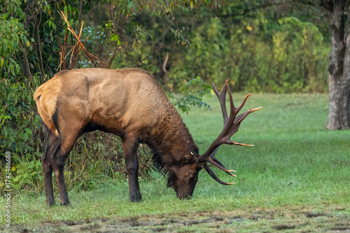 A bull elk grazing in a field