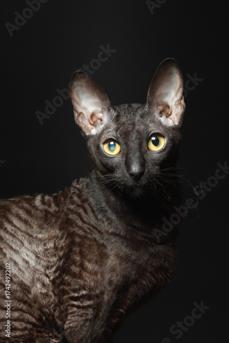 Portrait of Cornish Rex cat suffering from cataracts disease.
