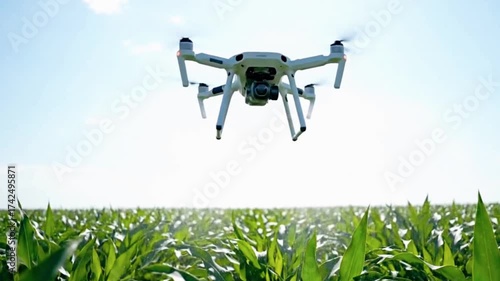 Drone flying over cornfield for precision agriculture, offering aerial view of crop health and efficient farming solutions in rural landscape