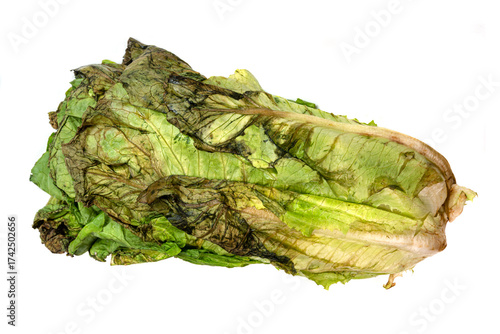 Rotten Salad - Spoiled Produce, Decay, Edible Waste, and Kitchen Hygiene