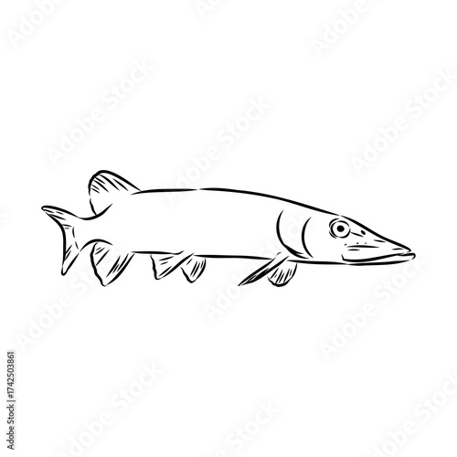 pike, predatory fish, vector sketch