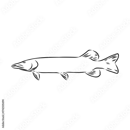 pike, predatory fish, vector sketch