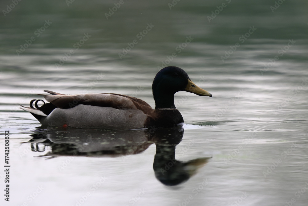 Obraz premium controluce