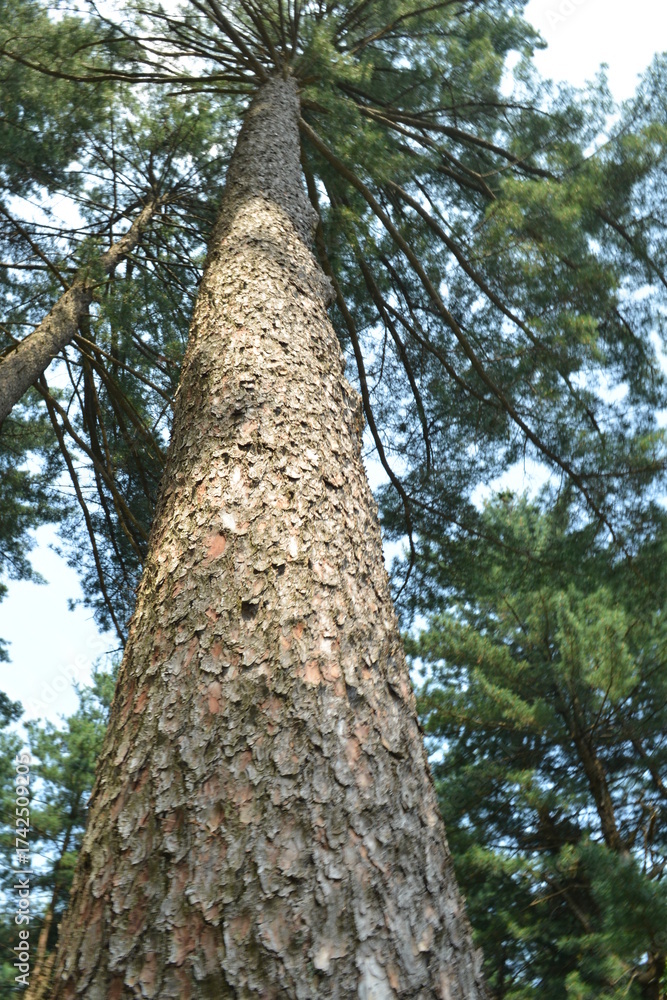 Fototapeta premium Pinus densiflora, Sonamu, Korean red pine tree with reddish bark and needle-shaped leaves symbolizing resilience