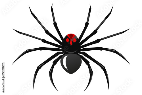 spider on a white background
