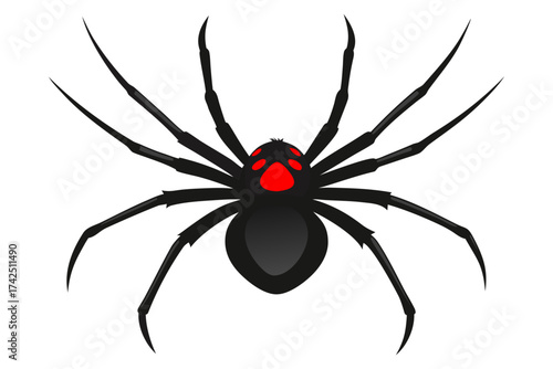 spider on a white background