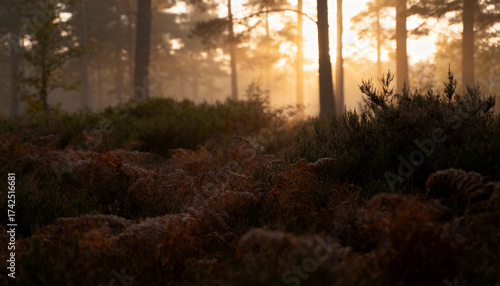 Ethereal Forest Landscape with Golden Sunlight Through Trees at Dusk