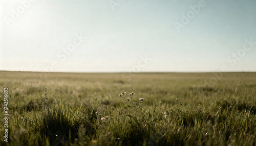 Expansive Green Field Under Bright Sky During Day Light Scenery