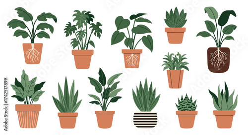 A collection of potted houseplants with visible root systems in terracotta and patterned pots.