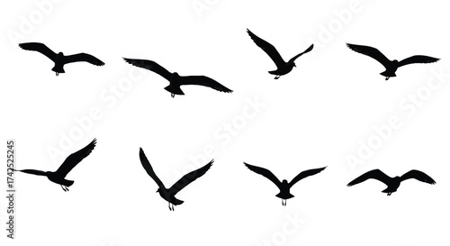A flock of silhouetted birds in dynamic flight across a white background
