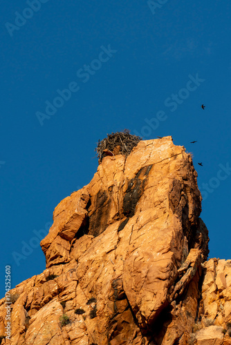 Nid de balbuzard en Corse