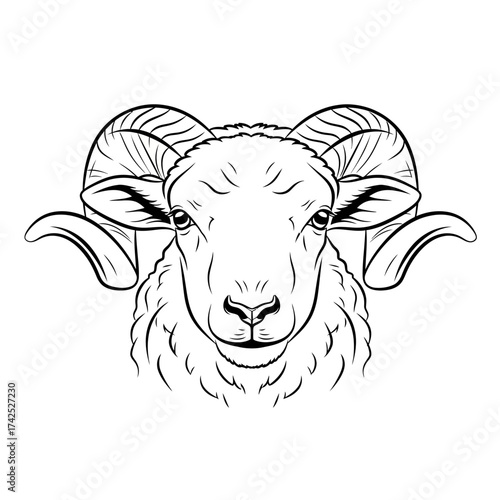 Detailed Black and White Drawing of a Rams Head with Large Curved Horns.