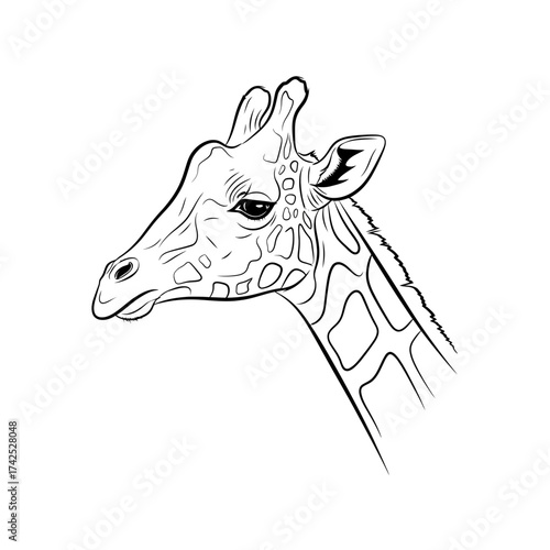 Detailed black and white illustration of a giraffes head and neck.