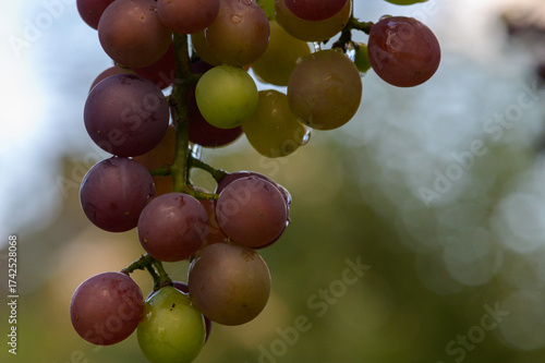 reife rote Weintrauben an einer Rebe