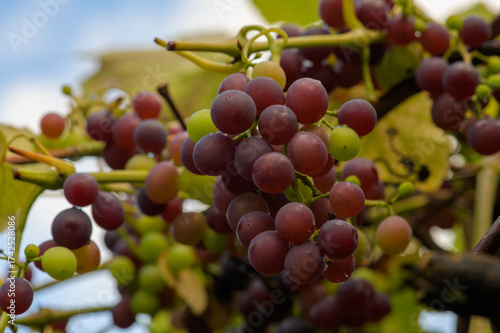 reife rote Weintrauben an einer Rebe