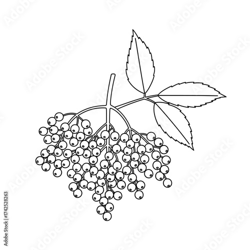 Black and white illustration of a cluster of elderberries on a stem with leaves.