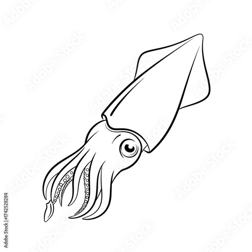 Detailed monochrome illustration of a squid showcasing its unique features and form.