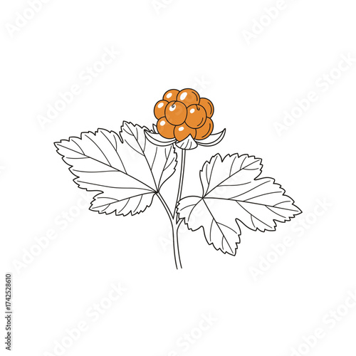 Botanical illustration of a ripe orange cloudberry plant with leaves.