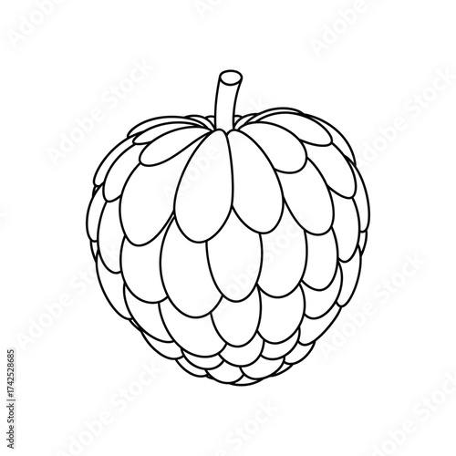 Detailed illustration of a custard apple fruit with a stem and textured skin.