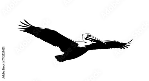 Graceful Pelican in Flight Silhouette.