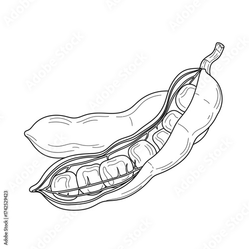 Hand-drawn illustration of an open pea pod revealing its seeds.