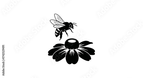 Bee hovering above a black flower, ready to pollinate the blossom.