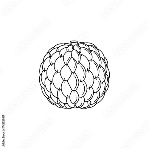Custard Apple Fruit Line Art Drawing.