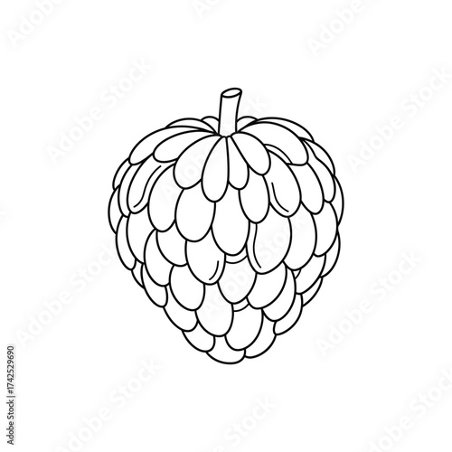 Hand drawn sketch of a tropical custard apple fruit.