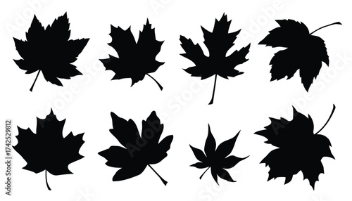 Collection of black maple leaf silhouettes vector graphics scalable illustration for autumn fall seasons silhouette vector illustration white background
