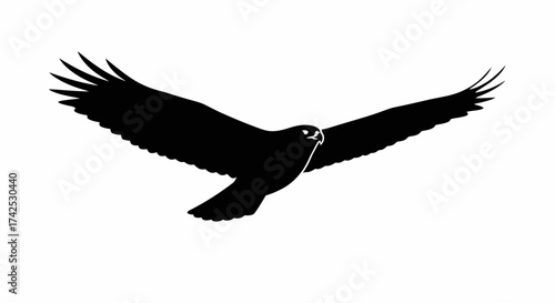 Majestic silhouette of a soaring bird against a bright background.