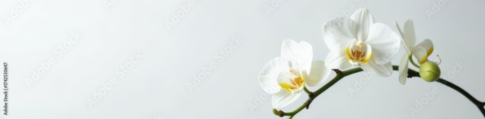 Fototapeta premium Pure white phalaenopsis orchid, isolated Perfect bloom , macro, tropical flower