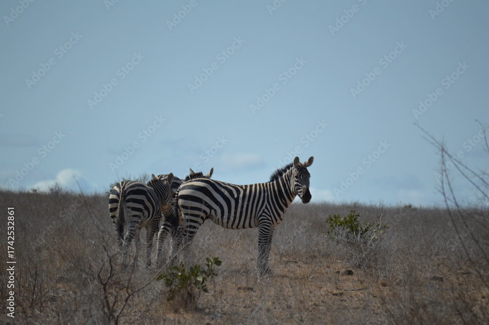 Naklejka premium Africa,Kenya,Parco dello Tsavo est