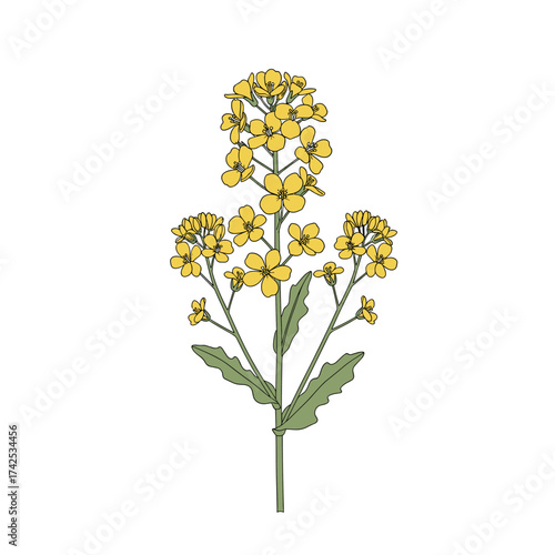 A tall flowering plant with bright yellow blossoms arranged in a spike-like cluster at the top.