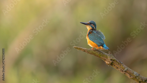 Eisvogel bei der morgendlichen Futtersuche