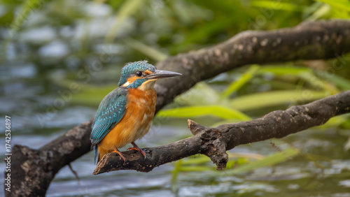 Eisvogel am Morgen