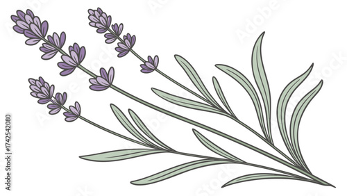 branch and flower of a lavender plant