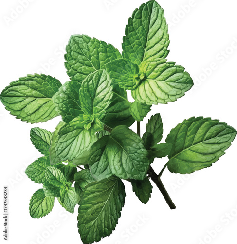 Fresh mint sprigs for culinary and beverage uses