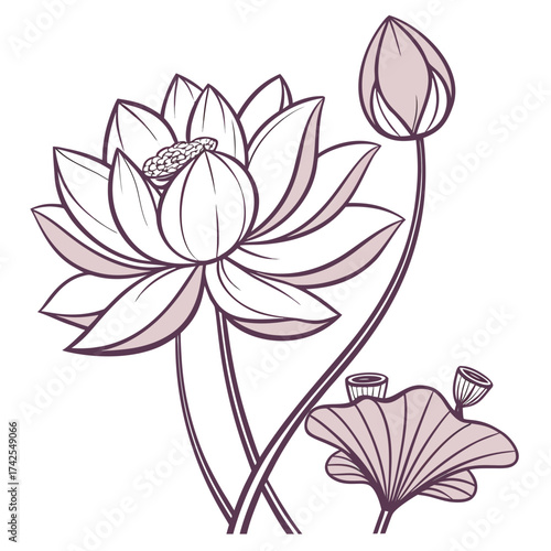Elegant line art illustration of a blooming lotus flower bud and seed pod on white background