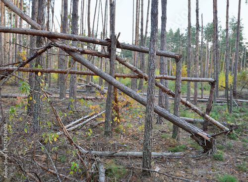 Forest destroyed by military battle. Trees felled by shells. Environmental damage caused by war.