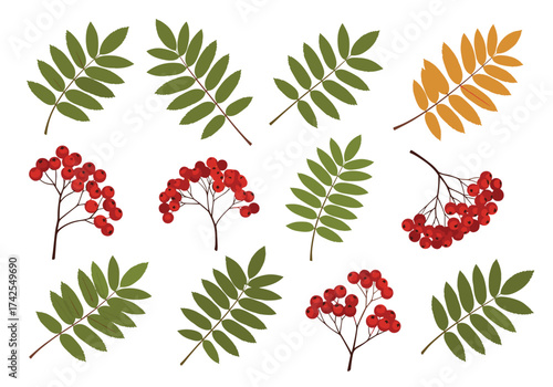 Autumn rowan berries and leaves collection.