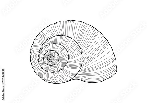 Detailed sketch of a spiral snail shell showing its coiling structure.