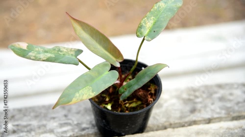 Closeup focus to Closeup to Philodendron Atabapoense varigated rare plant in the pot  