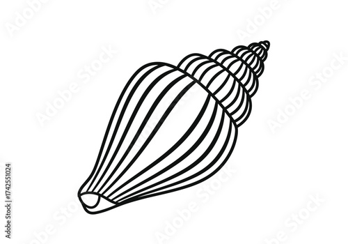 An illustration of a spiral seashell with ribbed texture and a pointed apex.
