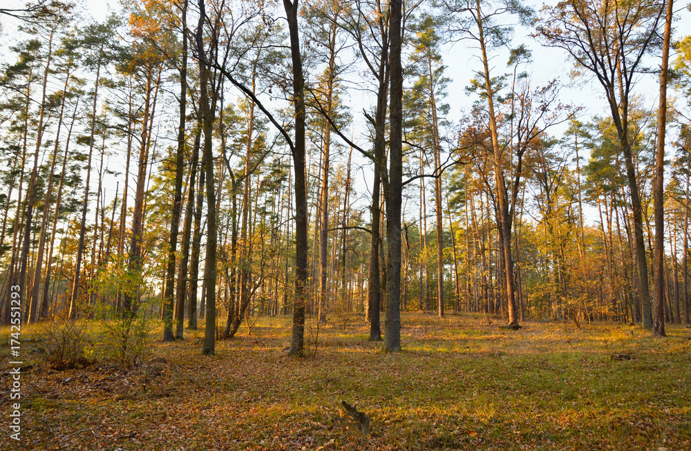 Fototapeta premium Trees with yellowed crowns in an autumn forest and fallen leaves at the edge of the forest 